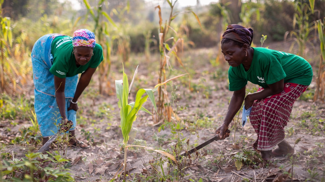 two women tending to a maize plot