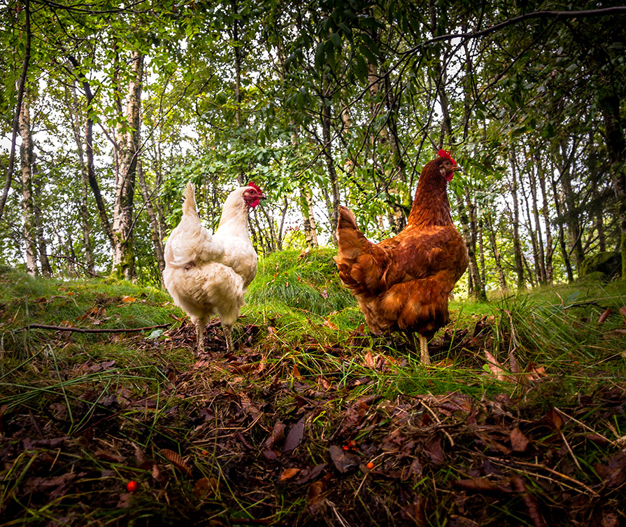 Two chickens in the forrest
