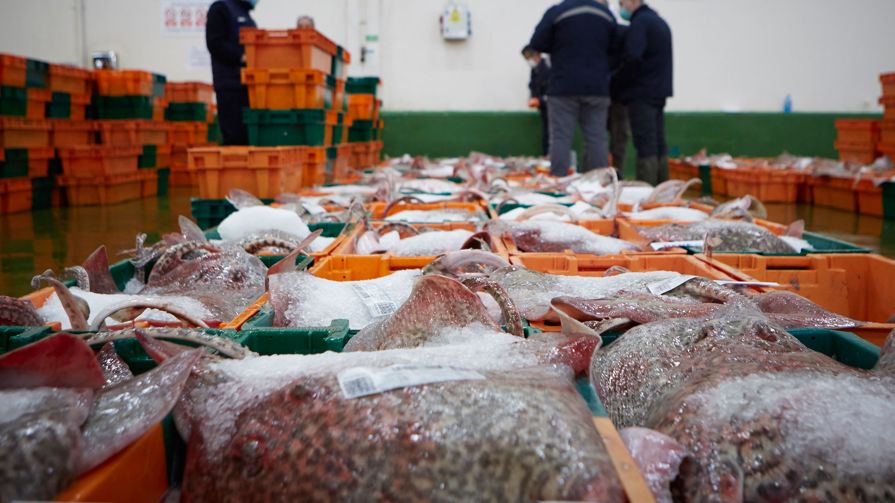 Rows of fish in ice in containers