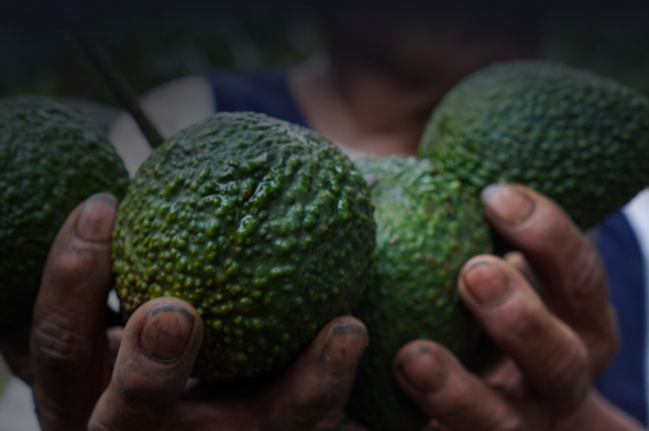 Important foods that we eat in our daily lives are under threat of extinction, but can they be saved?