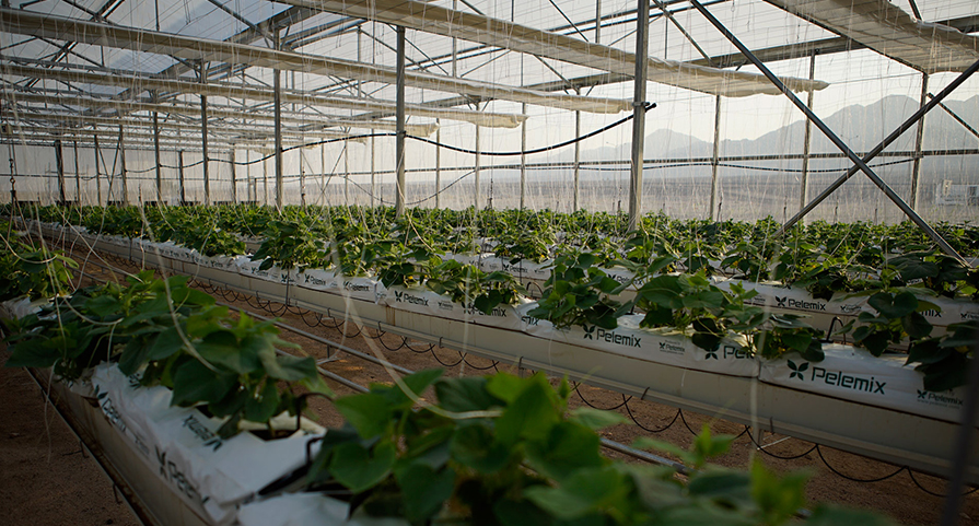 Plants being misted inside a large greenhouse
