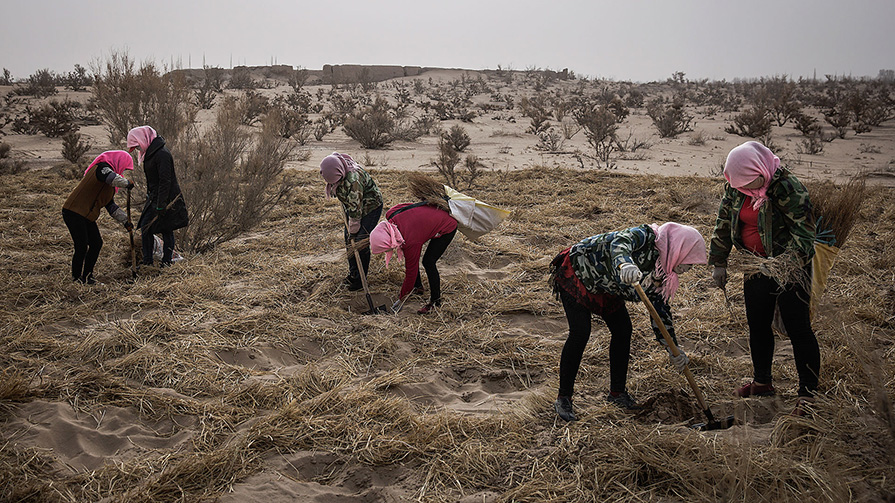 Women plant saxal in Gansu Province, China (Credit: Getty Images)