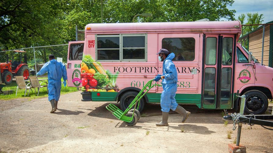 Two bright pink Foot Print Farm buses