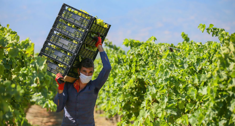 A man carrying crates of grapes