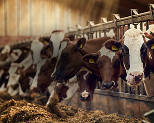 The search for carbon-neutral protein