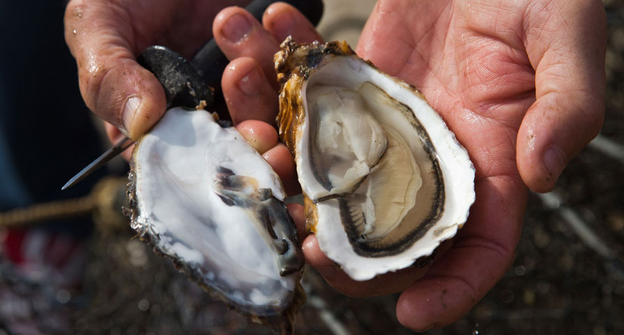 An oyster that has been cut open