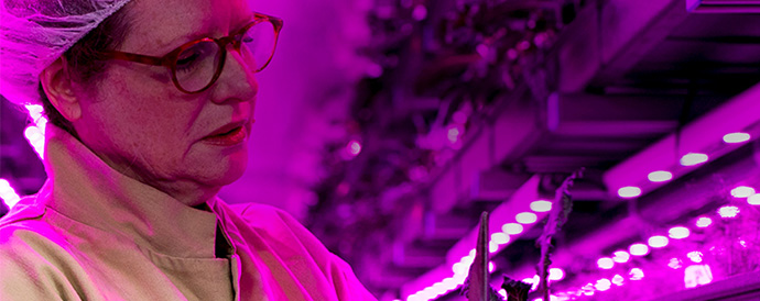 How to grow food in a concrete jungle