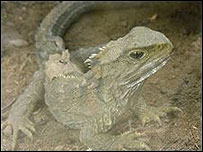Tuatara (foto arquivo/Phillip Capper)