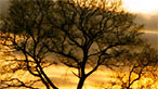 Tree at sunset