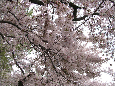 عکس از مرسده شیخ 