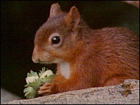 红松鼠