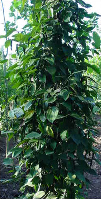 काली मिर्च