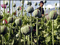 چاقاق  کوکنار