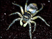 Aranha saltadora