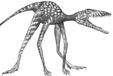 Prorotodactylus