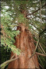 Canadian Redwood in Calderstones Park
