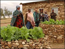 Lesoto'nun mini sebze bahçeleri 