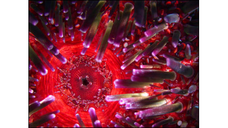Ouriço-do-mar (Foto: Alvaro Migotto/Centro de Biologia Marinha da USP/Cortesia Nikon Small World)