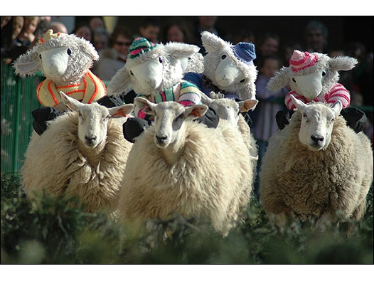 Grand Prix de ovelhas (Foto: Wacky Nation)