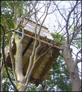 Tree house