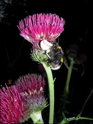 A crab spider trapping a bee on a thistle