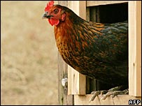 बर्ड फ्लू का ख़तरा इसी से ज़्यादा फैल रहा है