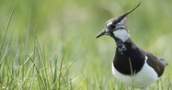 Lapwing, copyright owned by RSPB.