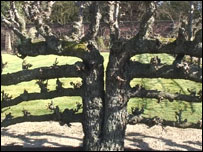 The unique fruit trees at Croxteth