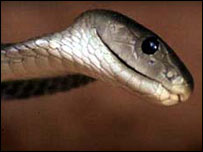 اسرائیل میں متعدد اقسام کے سانپ پائے جاتے ہیں