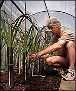 John Trimm in poly-tunnel