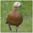 Ruddy Shelduck c/o WWT