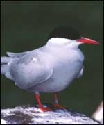 Artic Tern -  Image copyright of the  British Trust for Ornithology and  George Higginbotham (Image copyright of BTO and George Higginbotham)