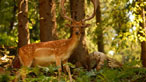 Fallow deer