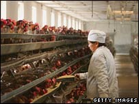 Çinli bir işçi tavukları besliyor