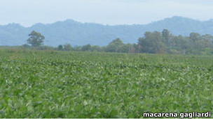Campo de soja en Argentina