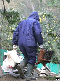 Funcionário da vigilância sanitária carrega aves domésticas que serão abatidas como precaução na Romênia