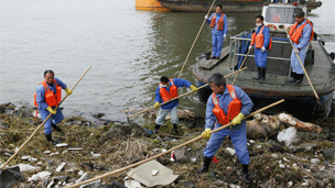 上海黄浦江发现多头死猪引关注