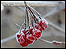 Frosty berries