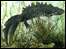 Great crested newt