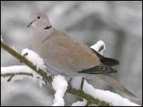 Collared Dove
