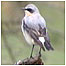 Wheatear