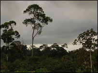 अमेज़न के जंगल