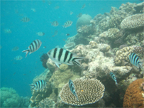Life underwater at the Great Barrier Reef 