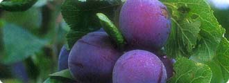 Plums