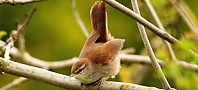 Cetti's Warbler, copyright owned by RSPB.