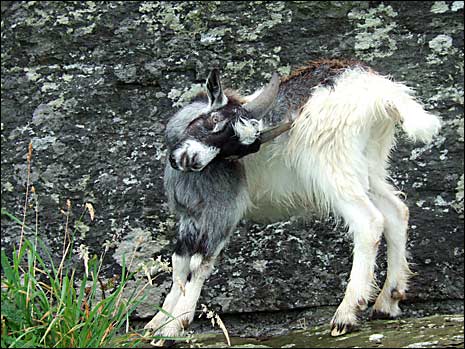 A goat in the Valley of the Rocks