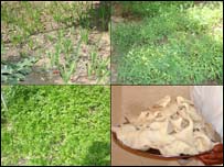 د فاطمې ترکاري او مرخېړۍ