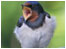 Competition (Image: Swallow(