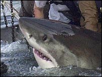 शार्क मछली