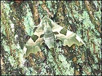 Lime Hawkmoth © Liz Cutting